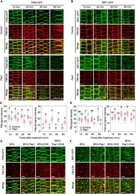Plant elicitor peptide induces endocytosis of plasma membrane proteins in Arabidopsis